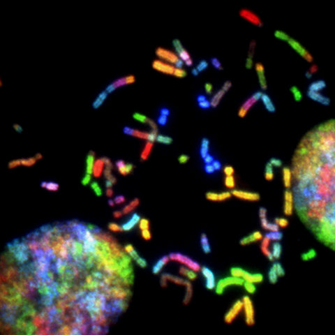 FEEL | Neuro Energetic Cell-Programming | Der Schlüssel zum selbstbestimmten, strahlenden Leben